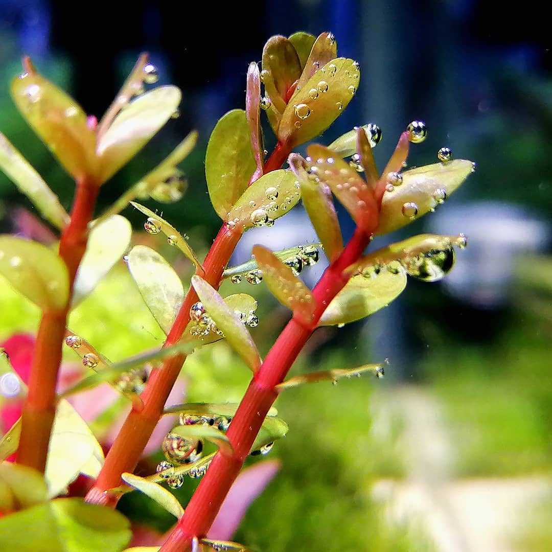 Ротала индика или аммания бонсай (ammannia sp. bonsai) описание, размножение, размещение, уход.