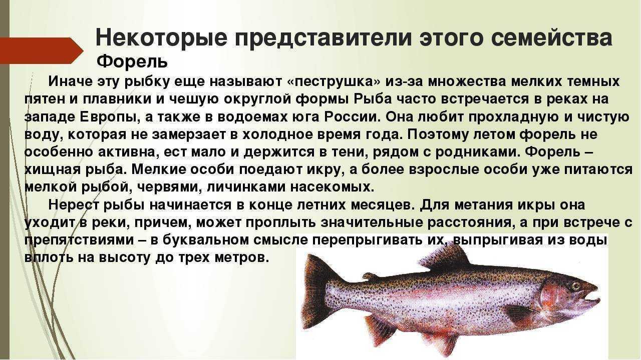 Майский жук насекомое. образ жизни и среда обитания майского жука | животный мир