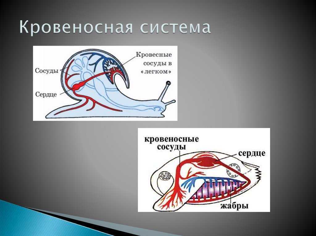 Значение двустворчатых моллюсков в жизни человека
