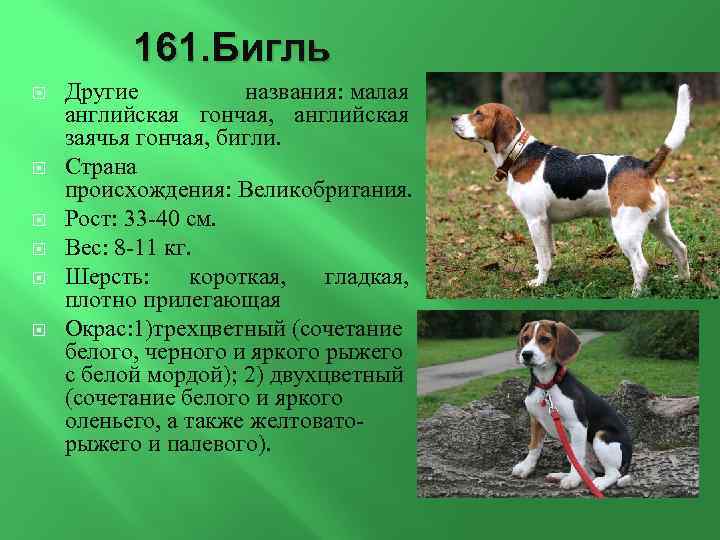 Похожие на бигля собаки и метисы породы.
