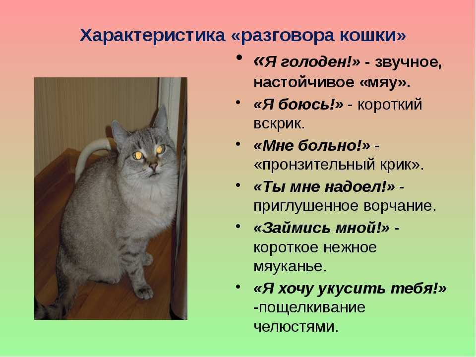 Как правильно воспитывать котенка, чтобы он был ласковым и спокойным, можно ли воспитать взрослого кота или кошку?