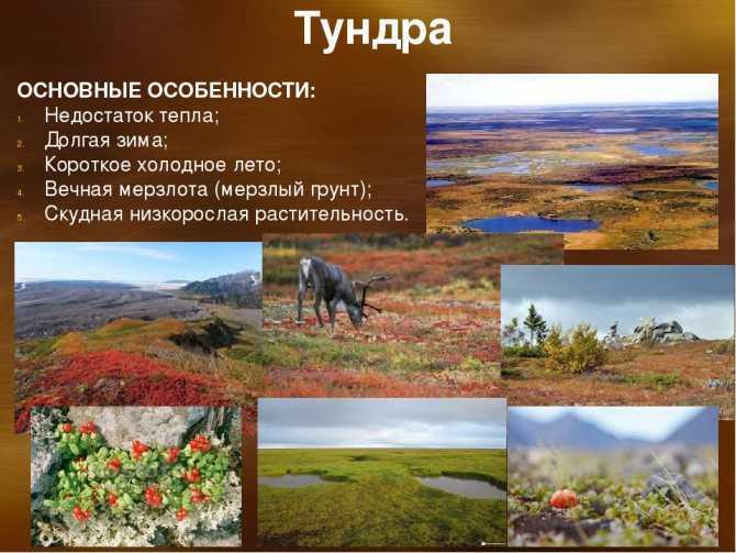 Характеристика природной зоны тундры