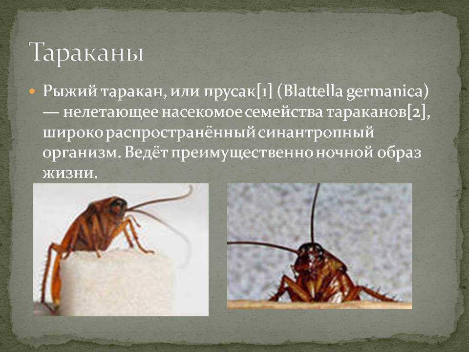 Чем опасна мухоловка: вред и польза многоножки для людей и жилища, методы борьбы с насекомым