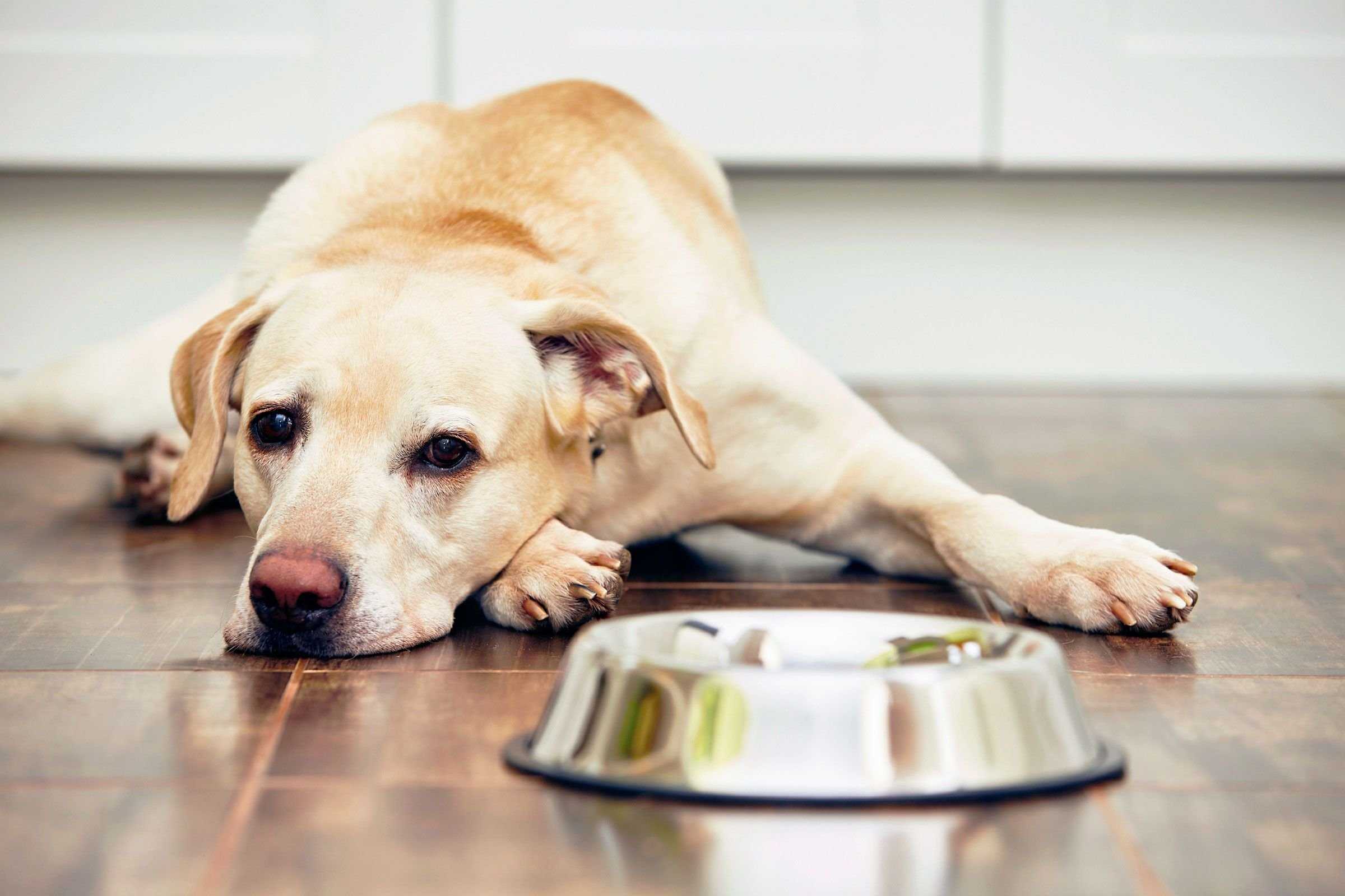 По каким причинам собаки перестают кушать, но при этом остаются активными