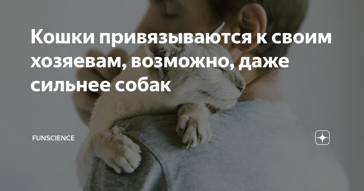 Поведение кошек: раскрываем секреты особенностей психологии животных