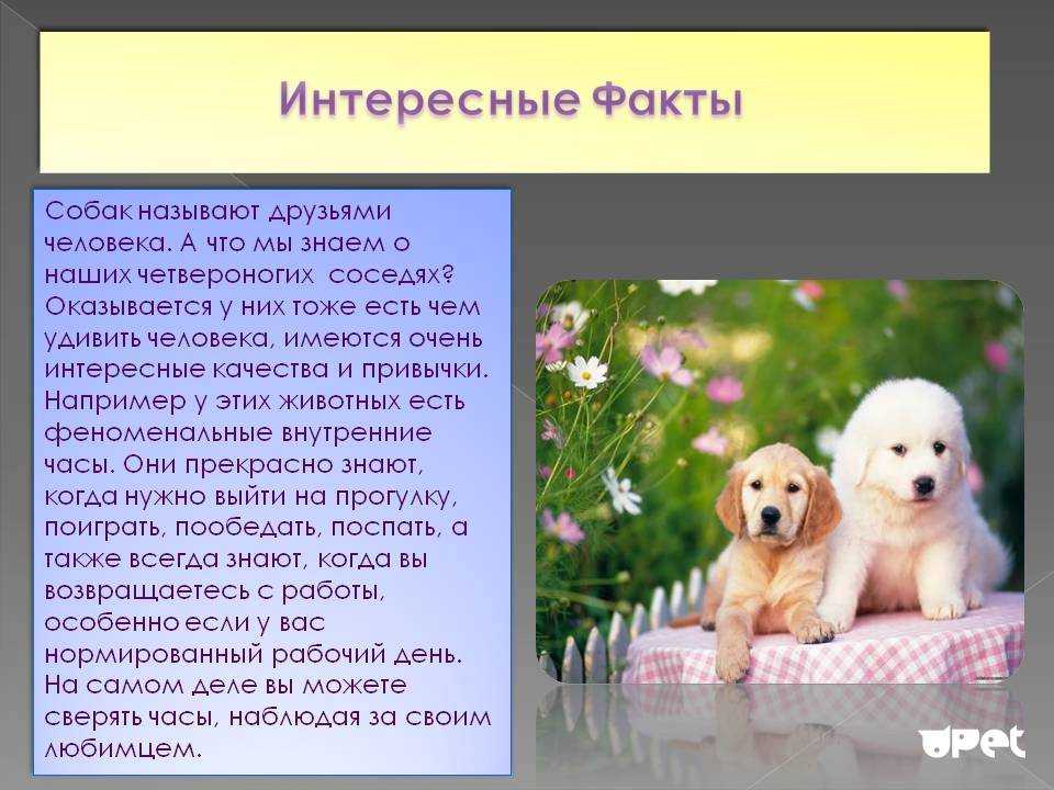 Удивительные факты о собаках