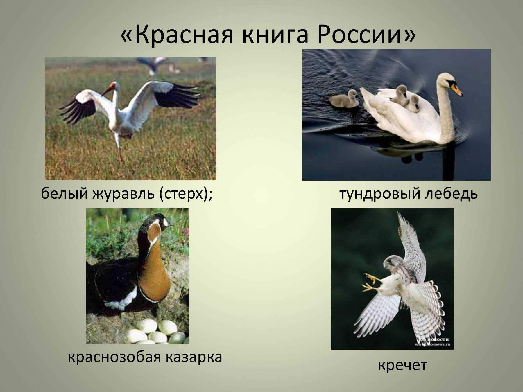 Птицы красной книги россии