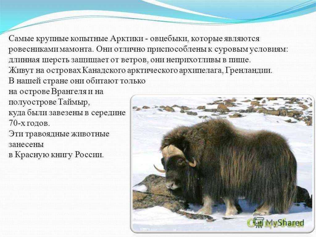 Чем питаются овцебыки – загадочные и красивые животные