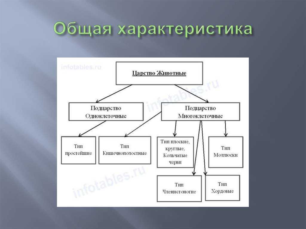 Классификация животных