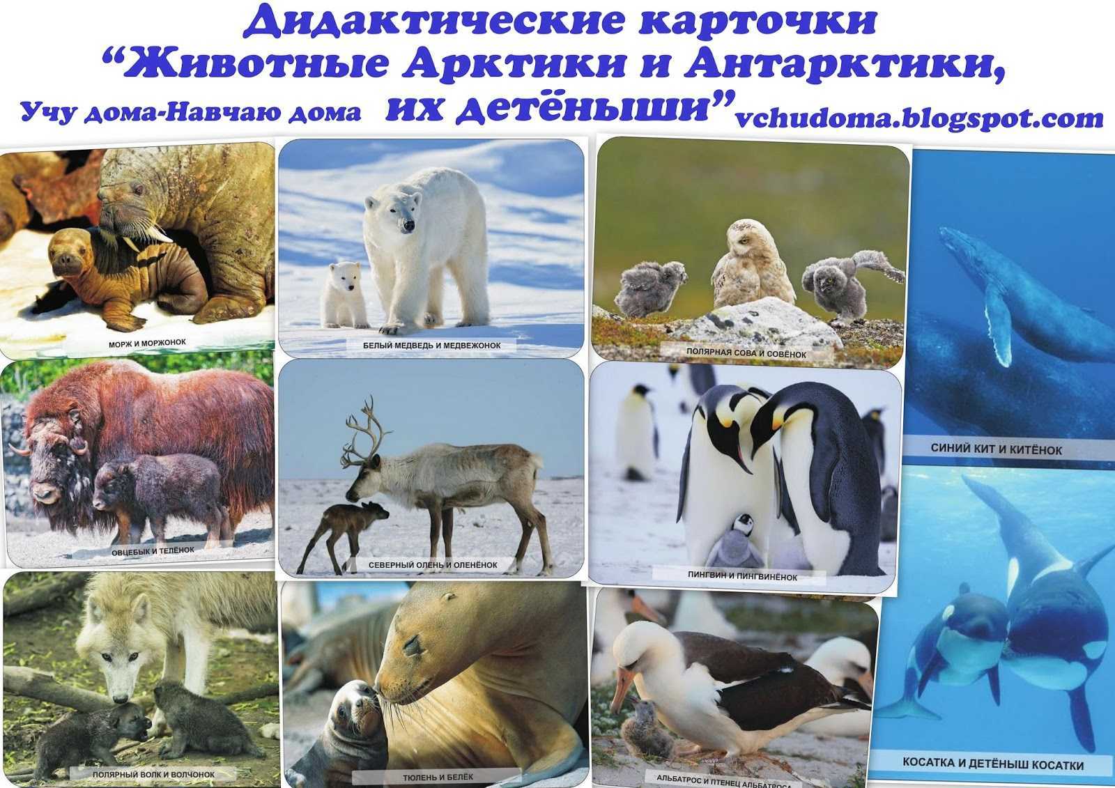 Фотографии удивительно красивых и очень выносливых арктических птиц