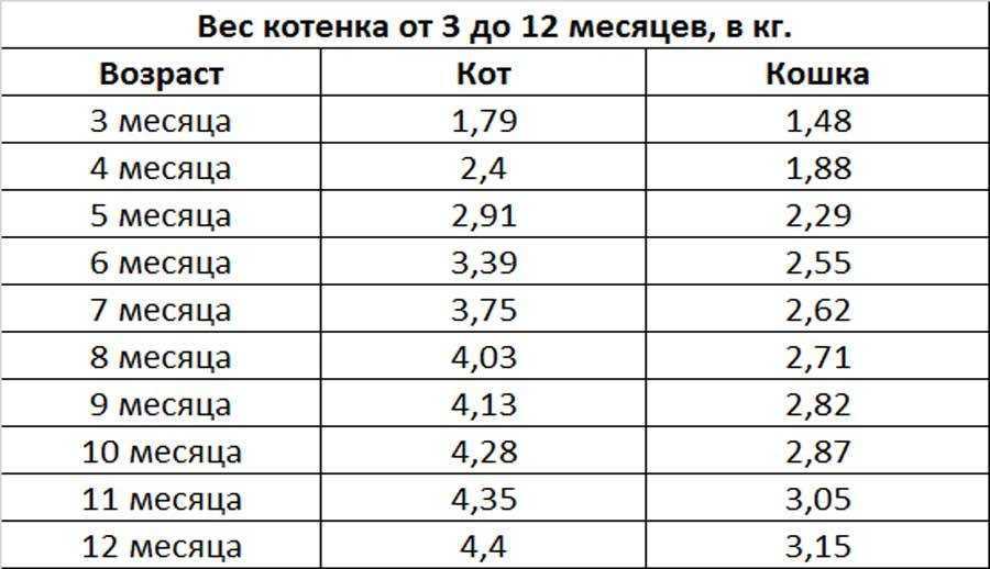 Сколько должен весить здоровый кот: определяем норму веса кошки