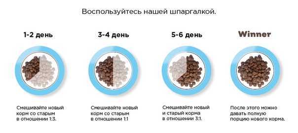 Как перевести собаку на сухой корм с натуралки: как подобрать сухой корм, расчет суточной нормы, периодичность кормления, если корм не подошел