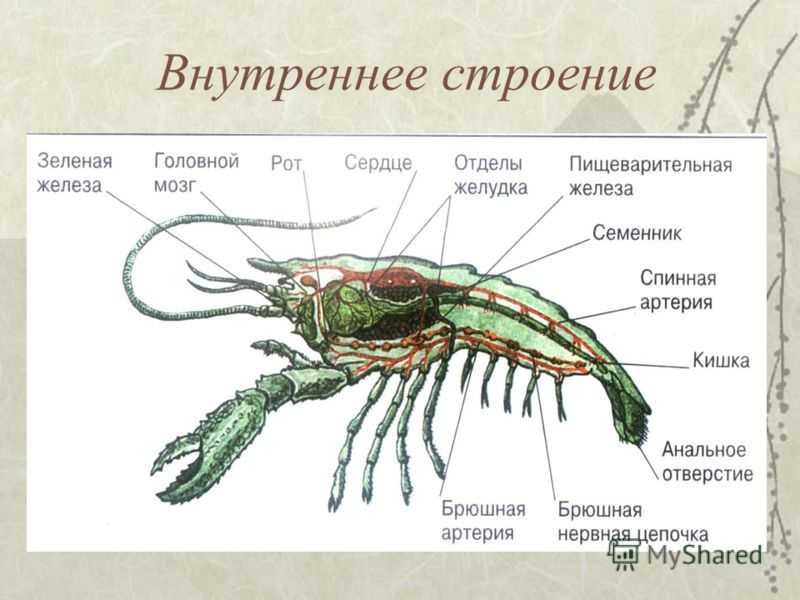 Рак речной: полезные и опасные свойства | food and health