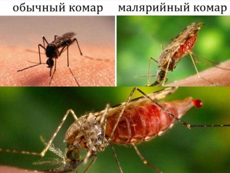 Малярийный комар — фото, где обитают в россии, что делать при укусе