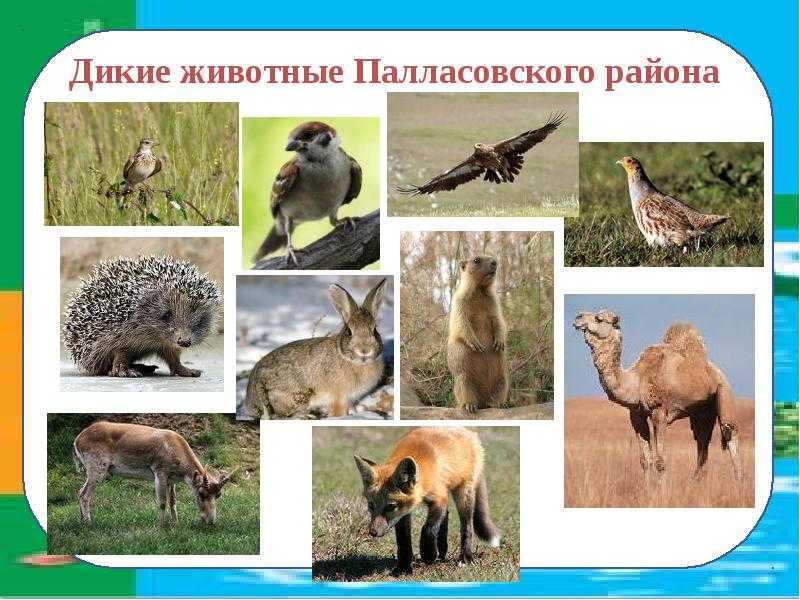 Суслик - описание, где живут, сколько живут, что едят, фото