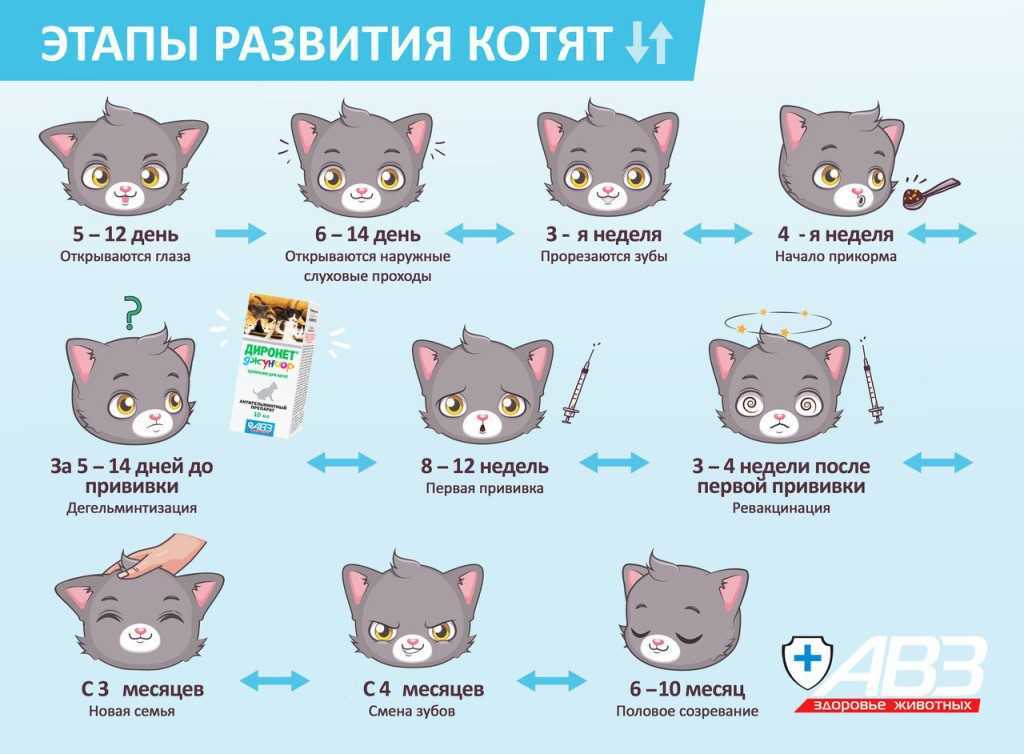 До какого возраста растут коты и кошки - zoosecrets