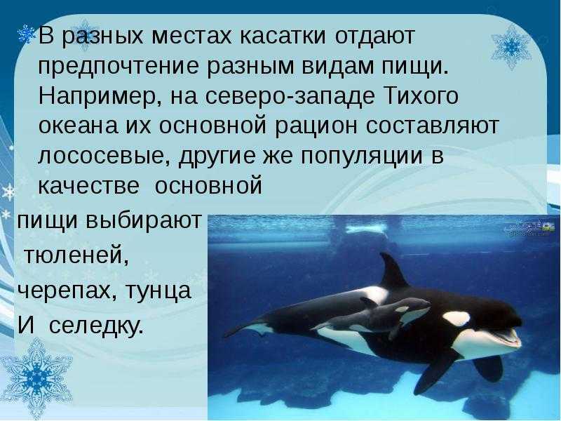 Проблема принадлежности южных курильских островов – кратко, последние новости, отдали японии или нет