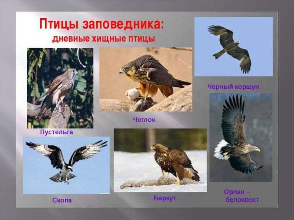 Хищные птицы. названия, описание, классификация и фото хищных птиц | животный мир