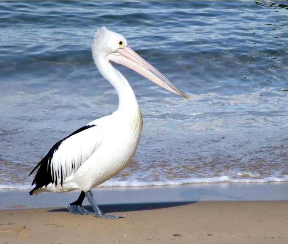 Птица пеликан — образ жизни, обитание, куда складывает рыбу