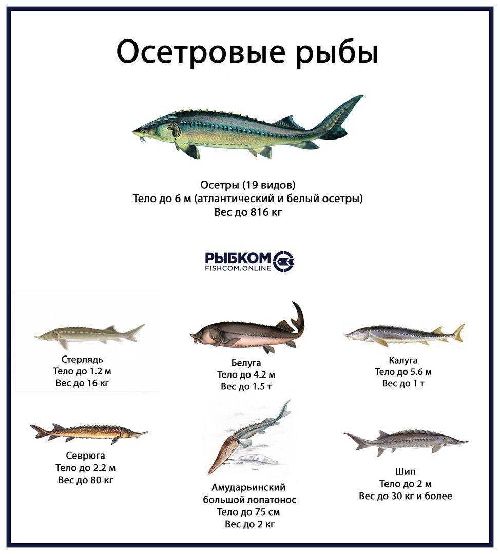 Осетр: подробное описание с фото