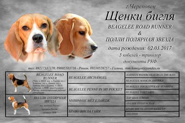Бигль описание породы: характер собаки, правила воспитание бигля