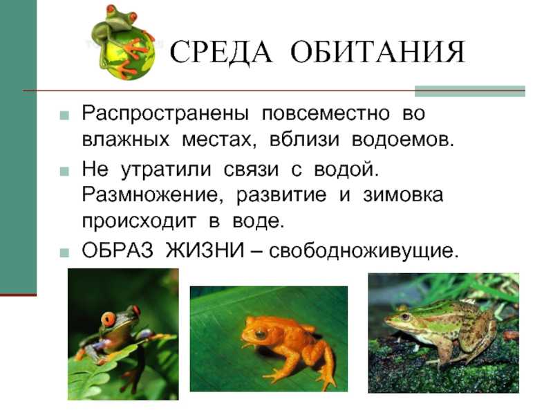 Лягушка-голиаф – самая большая лягушка