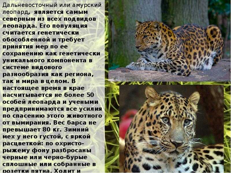 Редкие животные из красной книги приморского края — список, характеристика и фото
