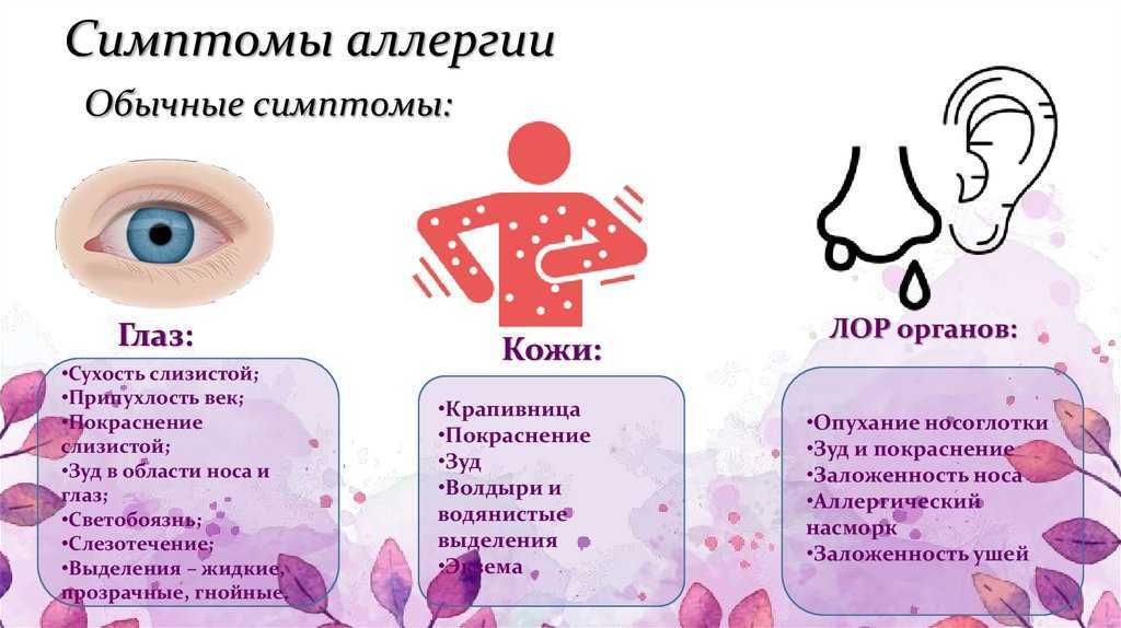  содержание, уход, кормление померанского шпица