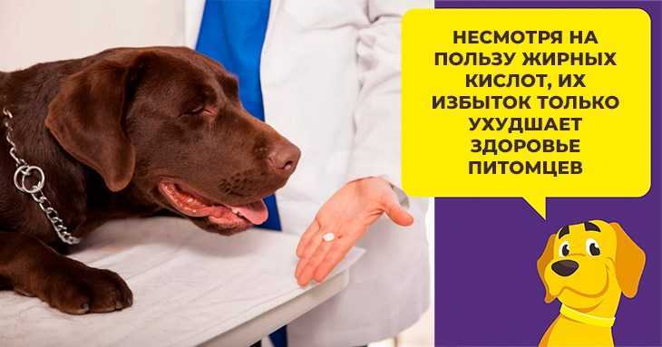 Мед кошкам - можно ли давать