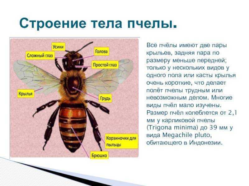 Муравьи-жнецы (messor structor): содержание и уход в домашних условиях