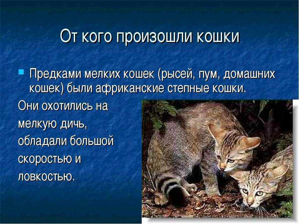 Происхождение кошек. история древних и современных кошек | блог о домашних животных