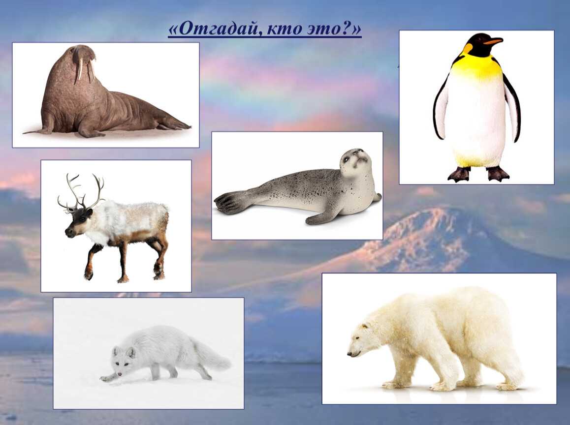 Животные арктики | животный мир
