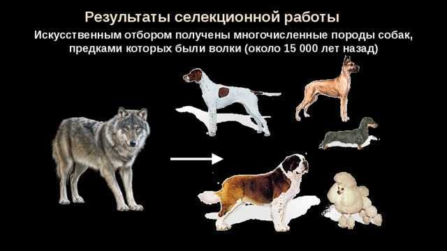 От кого произошли собаки? родственники собак. начало селекции пород собак.