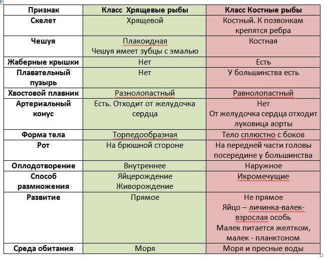 🚩 что надо знать о хрящевых рыбах: какой признак их объединяет