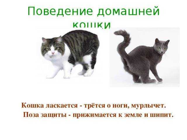 10 причин странного поведения кошки / асиенда.ру