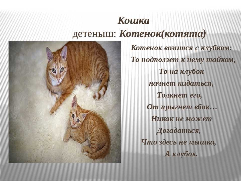 К чему снятся котята - сонник (маленькие котята, новорожденные, держать на руках котенка, разноцветные)