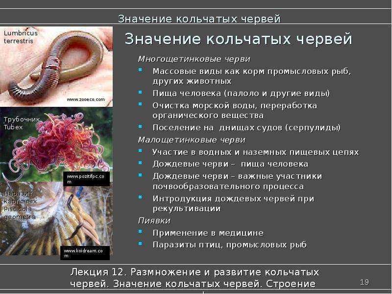 Круглые черви - общая характеристика, строение, значение в природе