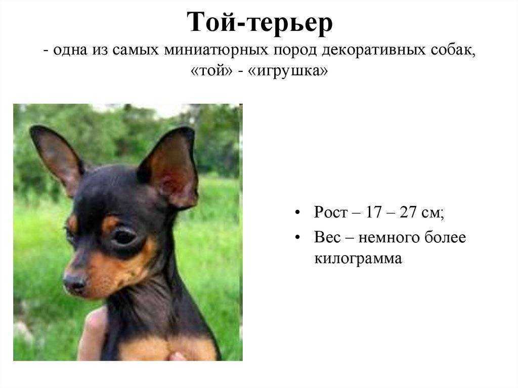 ᐉ в каком возрасте забирают щенков той терьера? - zoomanji.ru