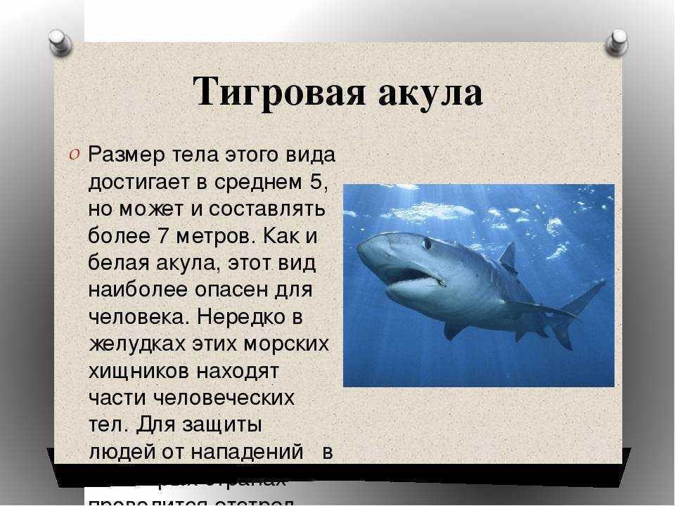 Все об акулах: где они водятся, какие из них опасны и прогноз нападений на июнь 2021