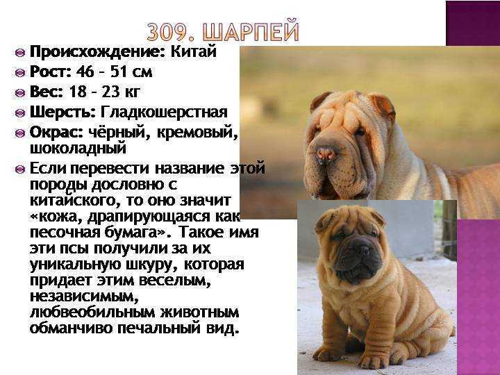 Шарпей: характер, история породы, стандарт, болезни, фото щенков