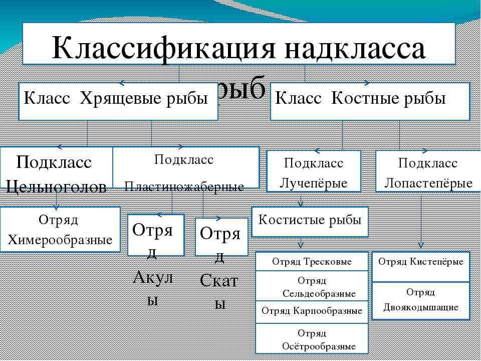 К какому классу относятся рыбы: признаки хрящевых и костных, названия видов