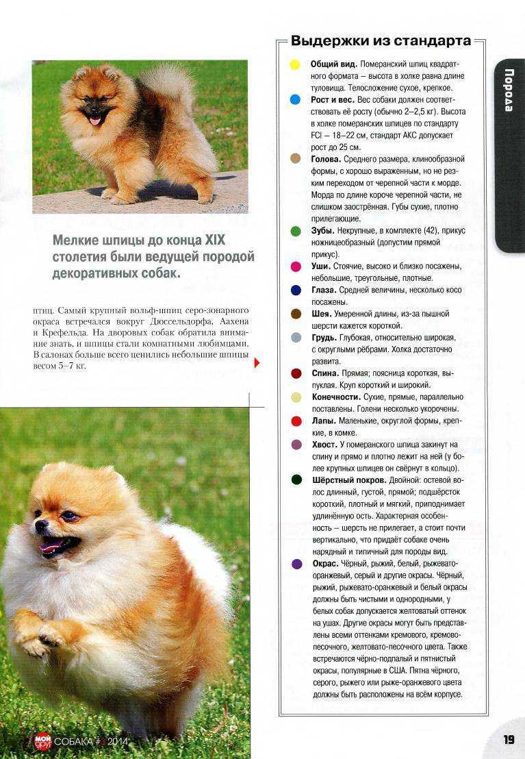 Как часто мыть шпица: когда можно купать померанских и немецких щенков, со скольки месяцев лучше начинать, сколько раз в год нужно и допустимо ли во время линьки