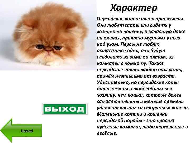 Сочетание промышленного и домашнего рациона | вет-точка
