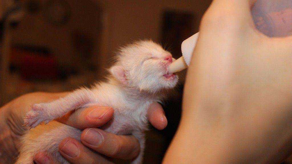Как выкормить новорожденного котенка без кошки: основные принципы