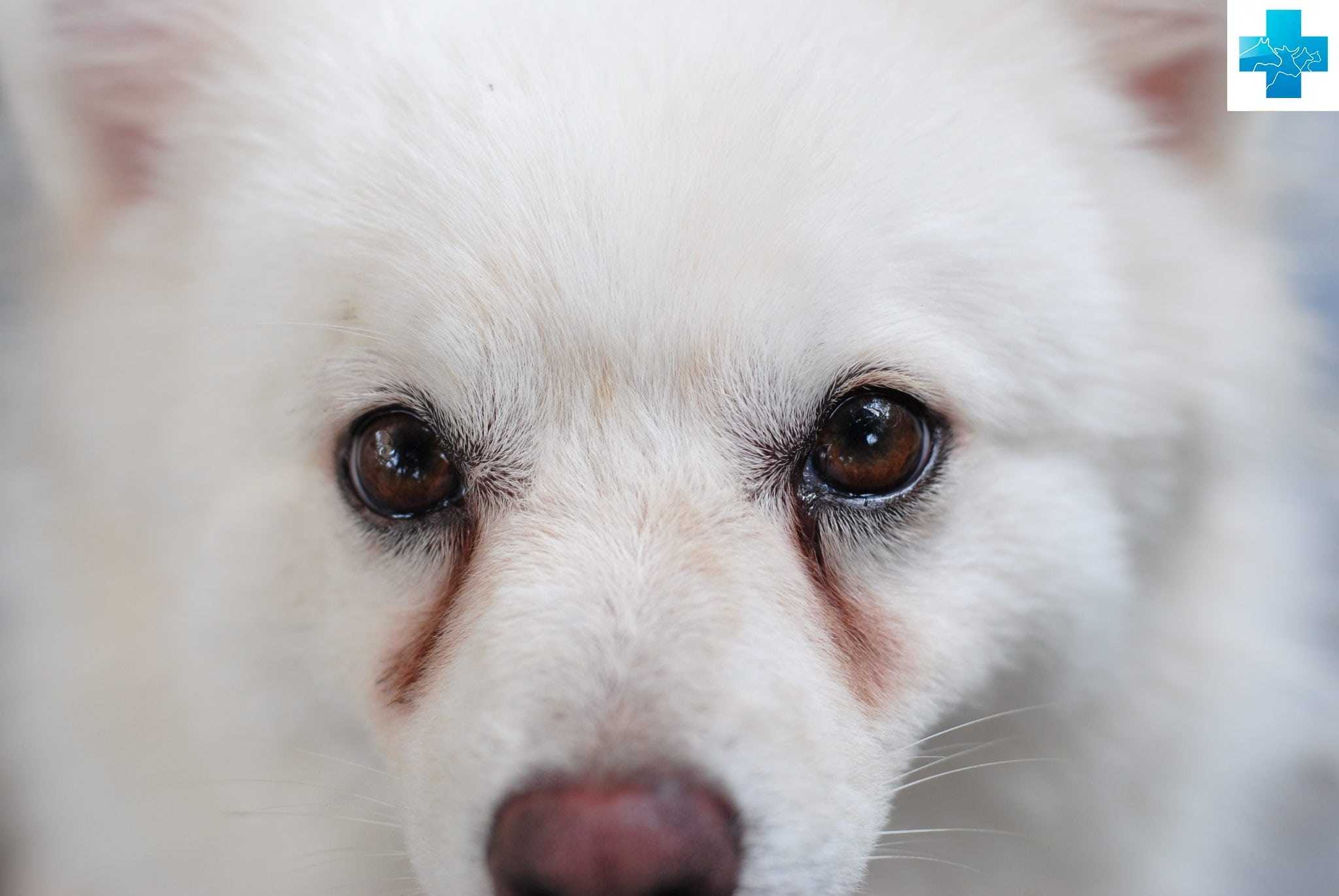 У собаки гноятся глаза: как диагностировать и лечить в домашних условиях