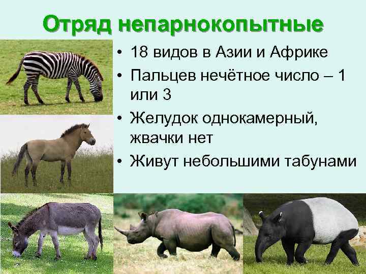 Самые опасные животные для человека - самые-самые животные | некоммерческий учебно-познавательный интернет-портал зоогалактика