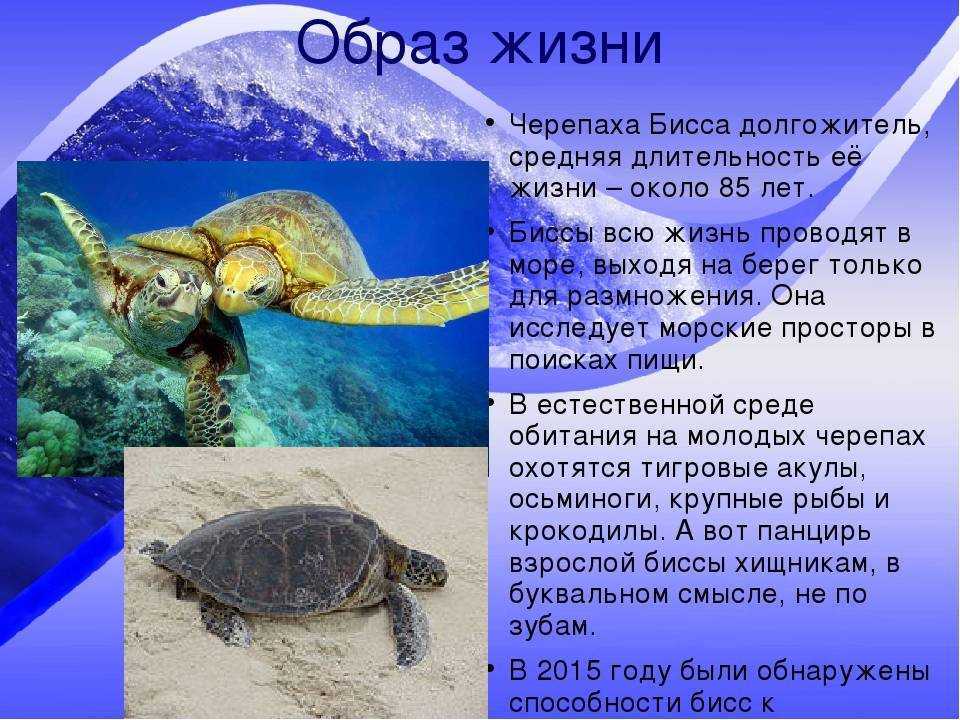 Черепаха – описание, виды, пища, где обитает, фото
