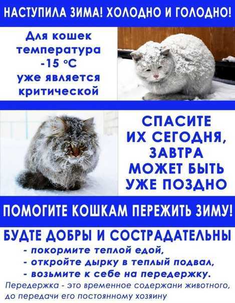 Кошки, особенности содержания кошек в зимний период