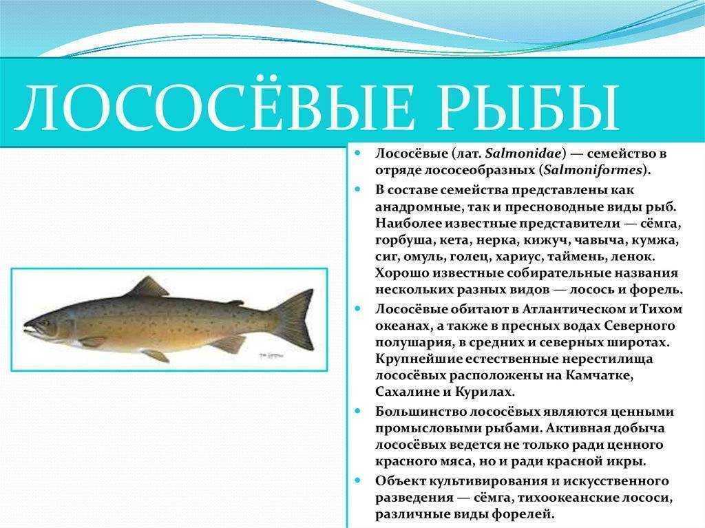 Майский жук насекомое. образ жизни и среда обитания майского жука