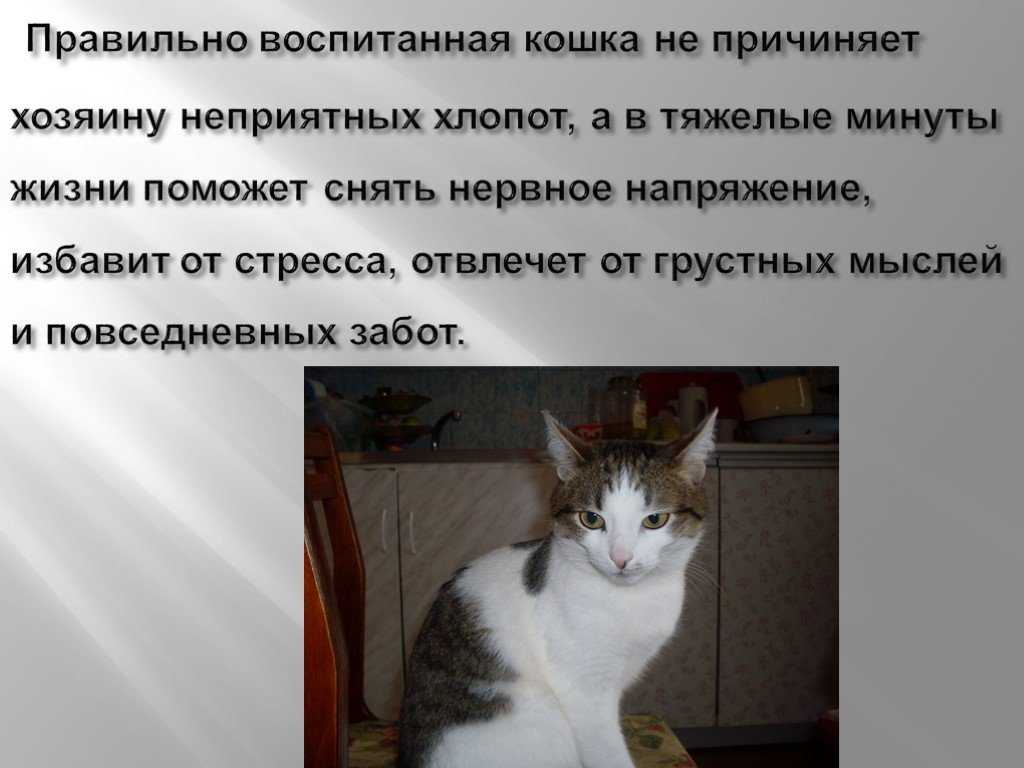 Правильное воспитание котенка или как воспитать умного кота